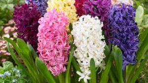 Морозные выходные❄️Посеяла томаты🍅Новое увлечение🧺Оранжерея/инкубаторий🌿🐣Американцы инкубируется