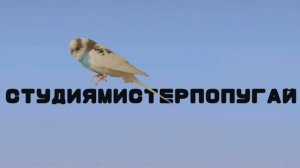 Заставка СТУДИЯМИСТЕРПОПУГАЙ