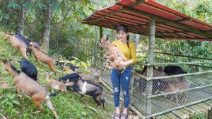 Ловлю рыбу. Продажа уток и побегов бамбука. Разведение коз. Таймлапс. Нхат. Жизнь во Вьетнаме