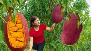 Сельская жизнь, собираю гигантский красный джекфрут для продажи на рынке.