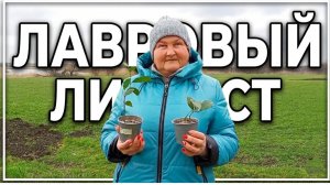 Как вырастить Лавровый Лист на Грядке в Огороде