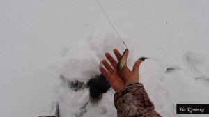 Налим на живца зимой. 6 сезон. 7 серия. (Тычки со льда на налима)