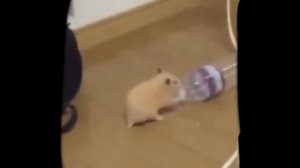 Смесные видио с зевотнеями