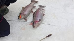 Поимки и сходы на Спорт-зоне. Клёвое место Лосиный остров.