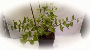 Батат в теплице  2025 Часть1 - рассада