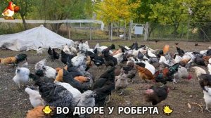 Содержание кур в домашних условиях и других птиц во дворе у Роберта 🐣🐤🦆🐔🪿🦃 (340)