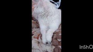 Кот моей мамы (подпольное погоняло Белый) 09/03/2026