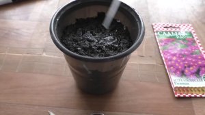 Первые всходы астры альпийской на рассаду