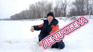 ДЕНДРОБЕНА