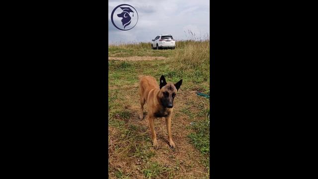 Дрессировка малинуа