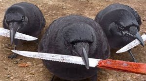 Эти Птицы Сделали То, Что Никто Не Должен Был Видеть - WTFакт