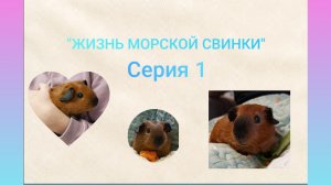 СЕРИАЛ "ЖИЗНЬ МОРСКОЙ СВИНКИ"/СЕРИЯ 1/Морская Свинка Орешек