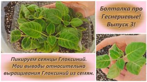 Болталка про Геснериевые! Выпуск 3! Пикируем сеянцы Глоксиний.