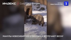 Манулы Новосибирского зоопарка встречают весну