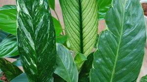 Комнатные растения🌿❤️Спатифиллумы🪴 Март'26☀️