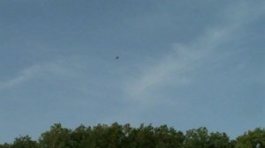 Канюк  Садовая овсянка молодой дрозд