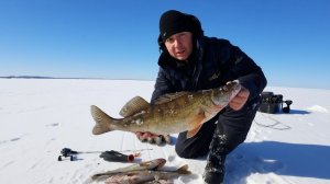 ПРИШЛА ВЕСНА и СУДАК ВЫШЕЛ НА МЕЛЬ. Ловля судака на вибы со льда. Рыбалка 2026.