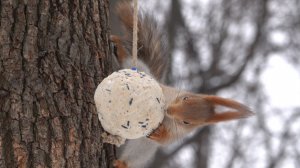 Белки. Голуби. Кормушки. Зарисовка