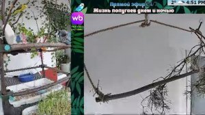 Волнистые попугаи 🦜🦜🦜 | авиарий на балконе📍