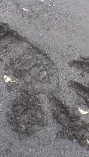 Кто сказал,нет снежного человека!Вот вам следы Shorts