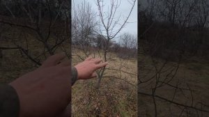 как восстановить форму яблони после сильного урожая