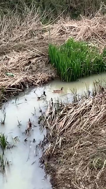 Весна идёт, весне дорогу