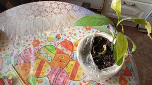 занимаемся рвссадой и не только