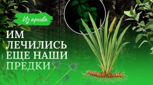 ЭТИМ УНИВЕРСАЛЬНЫМ РАСТЕНИЕМ ЛЕЧИЛИСЬ НАШИ ПРЕДКИ