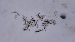 попал на раздачу плотвы в марте.09.03.26