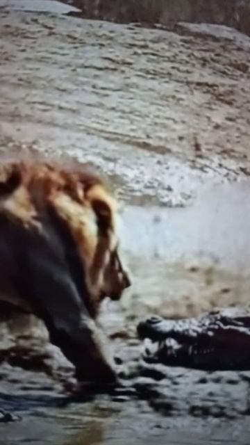 Крокодил атакует Льва - вожака
