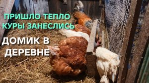 Жизнь в деревне Пришло тепло и куры-несушки занеслись Выпускаю их на прогулку