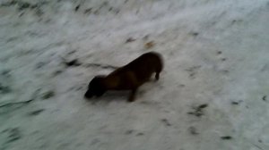 057 2016.11.18_08.38.17 Маня у Царской пасеки.