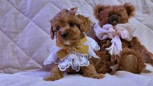 Кавапу девочка