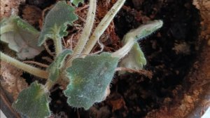 Что делать со старой фиалкой?