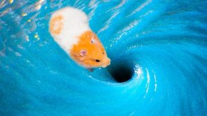 Хомяк, бросивший вызов невозможному. Вы не поверите, что произошло дальше!