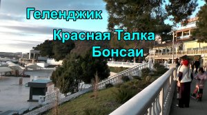 Геленджик. Черное море дорогое, как бонсай.