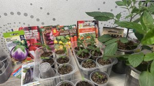 09.03.26 ОВОЩИ рассада: про лук, перец, томаты раннего посева