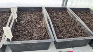 9 марта. Посадила первую зелень в теплицу