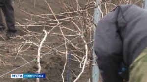 Ставропольские сады и виноградники хорошо перенесли зиму