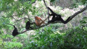 🇨🇳🐒На острове Хайнань восстанавливают популяцию редких гиббонов
