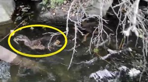 Утка с добычей