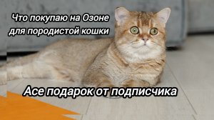 Девочка с приданым:сколько всего нужно породистой кошке 🤷♀️.Что покупаю на Озоне и подарок зрителя