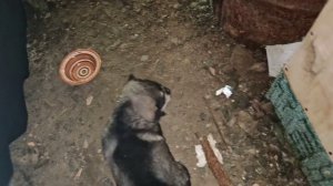 Теперь я Рэкс.