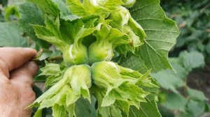 Саженцы фундука Ростов-на-Дону | Маленькие Сады