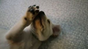 ЗООГОСТИНИЦА. ПЕРЕДЕРЖКА СОБАК.