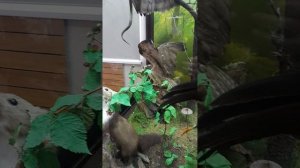 Воронежский государственный природный биосферный заповедник. Музей природы.