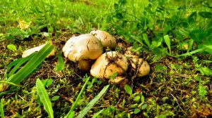 Грибное ассорти...