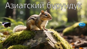 6 серия - Азиатский бурундук в VR 360