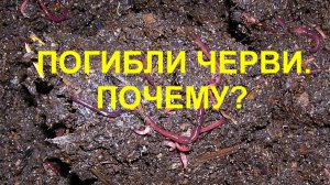 Биогумус не удался. Почему?