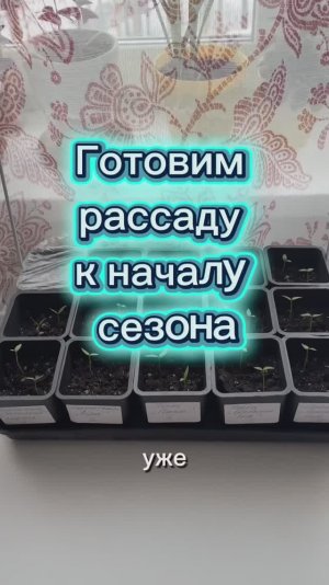 Содержание рассады в квартире. Как сэкономить место и улучшить рост